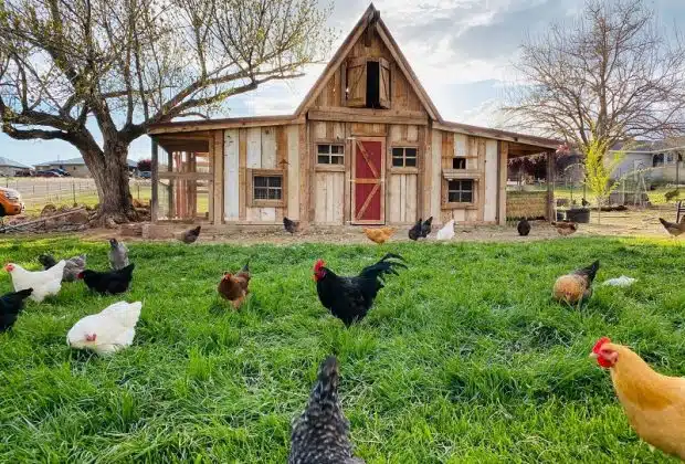 Comment construire un poulailler durable et économique avec des palettes ?